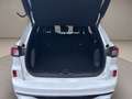 Ford Kuga 2.5 full hybrid st-line 2wd 190cv cvt Bianco - thumbnail 10