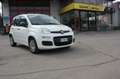 Fiat New Panda 1.2 Easy Bianco - thumbnail 8