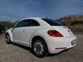 Volkswagen Maggiolino 1.6 tdi Design 105cv - thumbnail 4