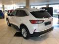 Ford Kuga 1.5 Ecoboost 150cv 2WD TITANIUM SOTTOCOSTO!!! Bianco - thumbnail 6