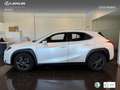 Lexus UX 250h Business 2WD Blanco - thumbnail 13