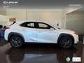 Lexus UX 250h Business 2WD Blanco - thumbnail 3