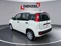 Fiat Pandina Icon MY25 Weiß - thumbnail 3