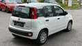 Fiat Panda 4x2 FireFly Hybrid 70 Weiß - thumbnail 5