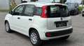 Fiat Panda 4x2 FireFly Hybrid 70 Weiß - thumbnail 3