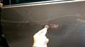Volkswagen Golf Plus Golf Plus Trendline 2,0 TDI DPF DSG Trendline Bronze - thumbnail 19