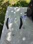 Kymco AK 550 Argent - thumbnail 17