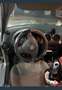 SEAT Ibiza 1.9 TDi Stella - thumbnail 4