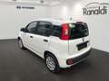 Fiat Panda MILD-HYBRID++TAGESZULASSUNG!+HAMMERPREIS! Blanc - thumbnail 4