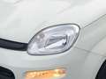 Fiat Panda MILD-HYBRID++TAGESZULASSUNG!+HAMMERPREIS! Blanc - thumbnail 5