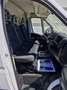Fiat Ducato Ducato Ch. Caja Abierta 35 2.2Mjt L2 H1 Aut. 140CV Blanco - thumbnail 12