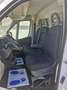 Fiat Ducato Ducato Ch. Caja Abierta 35 2.2Mjt L2 H1 Aut. 140CV Blanco - thumbnail 11