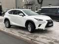 Lexus NX 300 h Executive,7 Jahe Garantie,Tüv 05/2027 Blanc - thumbnail 3