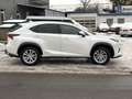 Lexus NX 300 h Executive,7 Jahe Garantie,Tüv 05/2027 Blanc - thumbnail 4