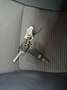 Toyota Verso 115D Advance 5pl. Gris - thumbnail 5