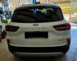 Ford Kuga Hybrid Titanium Weiß - thumbnail 3