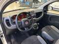 Fiat Panda Panda 1.0 FireFly S&S Hybrid Bianco - thumbnail 7