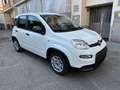 Fiat Panda 1.0 Hybrid 70cv Radio Bluetooth 36 Rate da 177,95 Blanc - thumbnail 3
