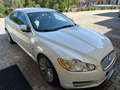 Jaguar XF XF I 2008 Berlina3.0d V6 Luxury auto Bianco - thumbnail 1