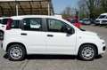 Fiat Panda Panda 1.0 FireFly S&S Hybrid Easy Wit - thumbnail 4