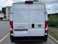 Fiat Ducato DUCATO FURGONE LASTRATO 35Q MH2 140CV Blanco - thumbnail 8