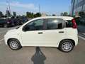 Fiat Panda 1.0 FireFly S&S Hybrid KM0 MY25 Bianco - thumbnail 5