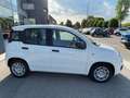 Fiat Panda 1.0 FireFly S&S Hybrid KM0 MY25 Bianco - thumbnail 4