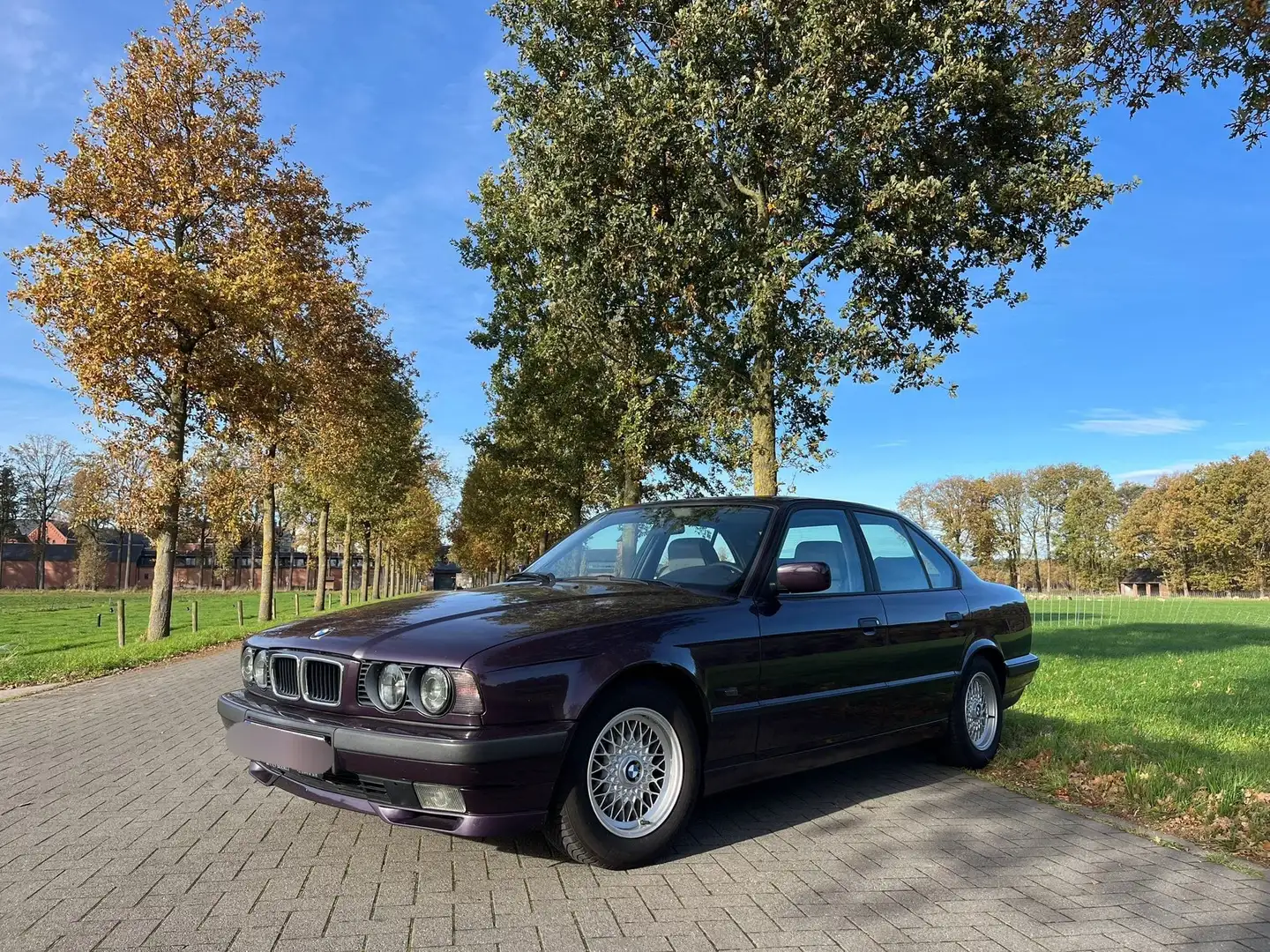 BMW 525 525i 24V Executive Paars - 1