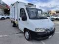 Fiat Ducato CABINATO CON CASSA FRIGO bijela - thumbnail 2