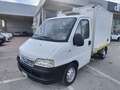 Fiat Ducato CABINATO CON CASSA FRIGO Blanco - thumbnail 1