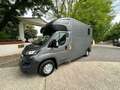 Peugeot Boxer MSG 1-2 Pferde Gris - thumbnail 3