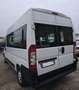 Fiat Ducato 9 posti trasporto disabili Bianco - thumbnail 5