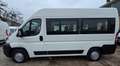 Fiat Ducato 9 posti trasporto disabili Bianco - thumbnail 3