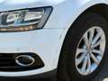 Audi Q5 Q5 2.0 TDI 177 Quattro Avus S tronic 7 - thumbnail 24