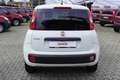 Fiat New Panda 1.2 Pop Van 2 posti Euro 6B Bianco - thumbnail 5