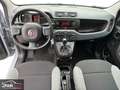 Fiat Panda 1.0 FireFly 70 Cv Hybrid - CHILOMETRI CERTIFICATI Grigio - thumbnail 7