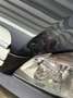 Mercedes-Benz C 200 200CDI Special Edition Aut. - thumbnail 13