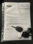 Dacia Lodgy Lodgy 1.5 dci Ambiance 110cv Grigio - thumbnail 14