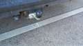 Nissan NV300 L2H1 Kombi 2,9t dCi125 Comfort 9 Sitze Gris - thumbnail 20