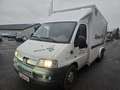 Peugeot Boxer blumen transpoorter Weiß - thumbnail 5