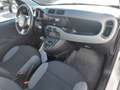Fiat Panda 1.0 Gse 70cv City Cross Blanco - thumbnail 10
