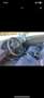 Audi A3 2.0 tdi Ambiente 170cv - thumbnail 5