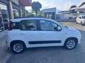 Fiat Panda Panda 1.2 Lounge 69cv E6 Bianco - thumbnail 6