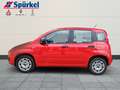 Fiat Panda Easy 1.2 8V Easy Komfort-Paket Rot - thumbnail 2