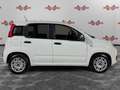Fiat Panda Panda 1.0 FireFly S&S Hybrid, PRONTA CONSEGNA ! ! Bianco - thumbnail 3