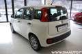 Fiat Panda Panda III 2021 1.0 firefly hybrid Easy Bianco - thumbnail 4