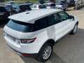 Land Rover Range Rover Evoque 2.2 TD4 5p. Prestige Bianco - thumbnail 7