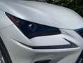 Lexus NX 300 300h Business Navigation 2WD Blanco - thumbnail 22