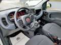 Fiat Panda Cross 1.0 FireFly S&S Hybrid Bianco - thumbnail 13