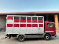 Mercedes-Benz Atego 815 - TRASPORTO ANIMALI Rosso - thumbnail 6